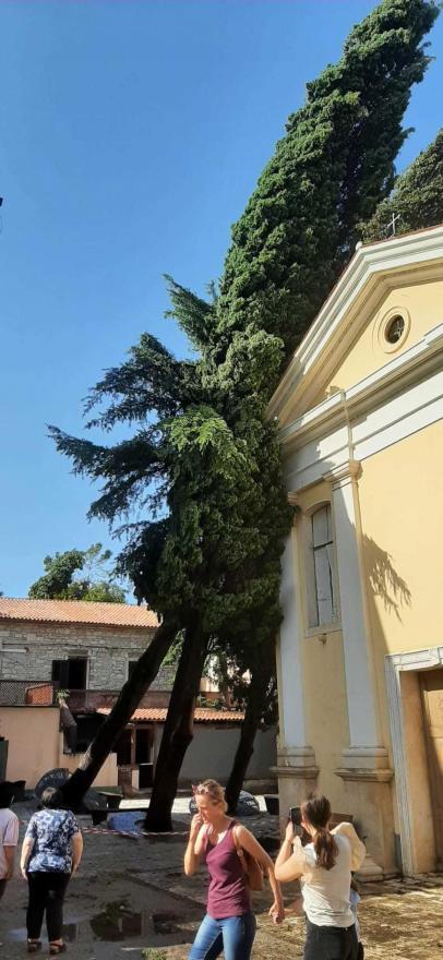 Vjetar čupao stabla u Novigradu - Užas u Novigradu: Vjetar za 15 minuta oborio gotovo 200 stabala 